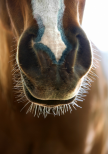 photo naseau de cheval